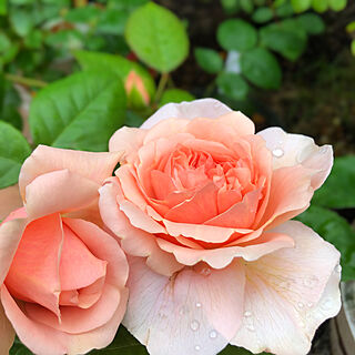 花のある暮らし/バラが好き/イングリッシュローズ/バラ/バラの庭...などのインテリア実例 - 2020-05-25 08:48:31