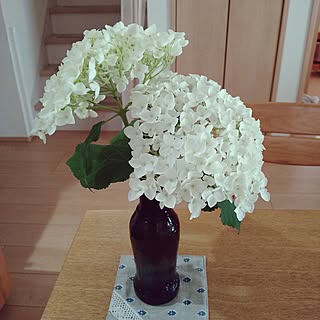 アナベル/今年も咲きました/花のある暮らし/植物のある暮らし/植物すぐ枯らす人...などのインテリア実例 - 2023-06-08 09:25:19