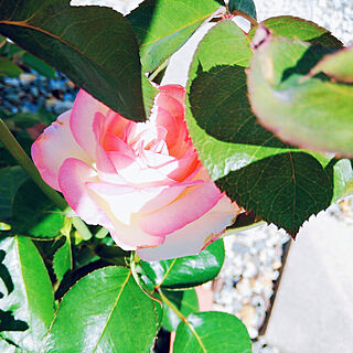 玄関/入り口/薔薇のある暮らし♡/美しい薔薇/バラのインテリア実例 - 2021-07-29 11:27:35