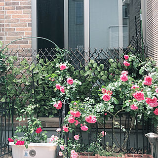 薔薇の花/薔薇の庭をめざして/玄関/入り口のインテリア実例 - 2019-05-18 22:55:08