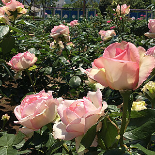 薔薇/公園/花のある暮らし/玄関/入り口/バラのインテリア実例 - 2019-05-30 12:44:31