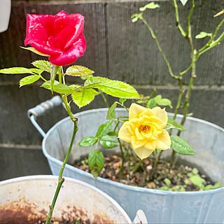 癒されます(๑>◡<๑)/真っ赤薔薇と黄色薔薇/マンション1階角部屋庭付き/部屋全体のインテリア実例 - 2022-09-24 16:03:10