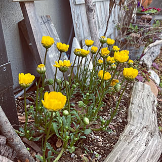 壁/天井/ガーデニング/花のある暮らし/春の花/お花が好き...などのインテリア実例 - 2022-03-26 14:28:05