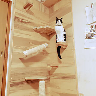 壁/天井/猫スペース/DIY/合板で壁/キャットウォークDIY...などのインテリア実例 - 2020-04-04 07:53:25