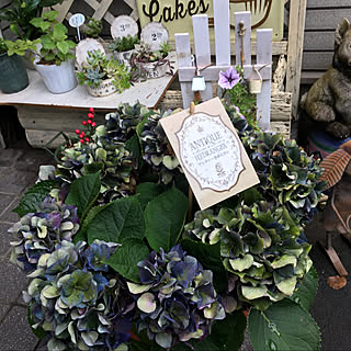 衝動買い(；´Д`A/ナチュラル/植物のある暮らし/感謝の気持ち/ありがとう♡...などのインテリア実例 - 2021-07-05 17:56:10