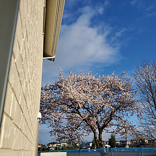 キッチン/LIXIL/アイフルホーム/今年の桜のインテリア実例 - 2020-04-24 05:52:36
