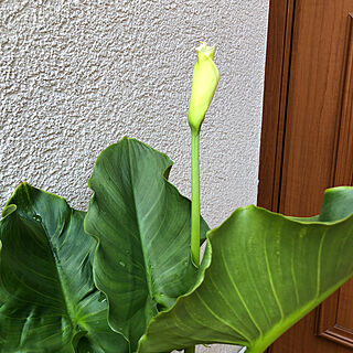 白い花/鉢植えの花/鉢植え/花/庭のお花...などのインテリア実例 - 2023-04-27 09:16:13