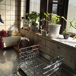 キッチン/給食のカゴ/植物/観葉植物のインテリア実例 - 2016-03-21 15:07:09