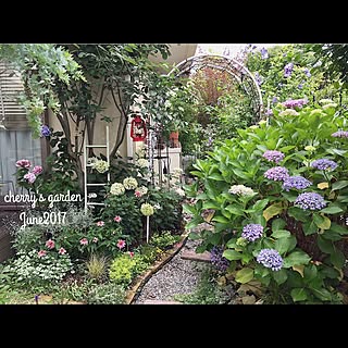 おたふく紫陽花のインテリア実例 Roomclip ルームクリップ