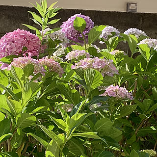 生命力すごい/野生紫陽花/紫陽花/お気に入り♡/皆さんの素敵なインテリアに憧れる❤︎...などのインテリア実例 - 2022-06-09 07:37:50