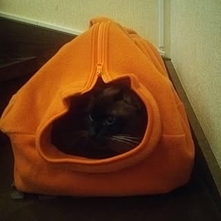 部屋全体/キャットハウス/DIY/ねこのいる日常のインテリア実例 - 2016-01-10 11:47:15