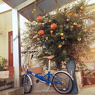 玄関/入り口/折りたたみ自転車/かぼちゃ❤/ハロウィン☆/オリーブの木...などのインテリア実例 - 2016-09-10 09:08:25