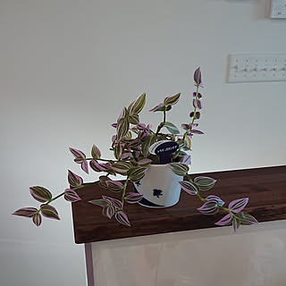 リビング/観葉植物/bino wave/BinO/スキップフロアのインテリア実例 - 2018-04-28 23:47:57