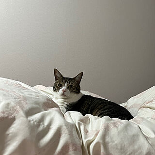 ニトリのベッド/猫と暮らす家/ねこのいる暮らし/ニトリ/ベッド周りのインテリア実例 - 2023-06-06 00:21:01