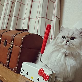 棚/猫ばかりですみません/５匹います(ΦωΦ)/猫のインテリア実例 - 2017-02-24 18:09:53