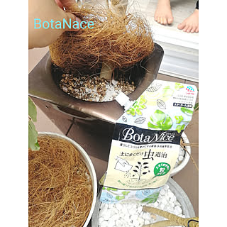 玄関/入り口/観葉植物/多肉植物/BotaNice/モニター当選...などのインテリア実例 - 2019-04-29 17:36:35