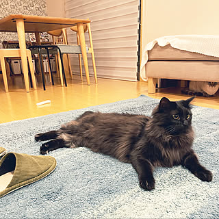 ニトリブラインド/ねこと暮らす/猫の部屋/保護猫と暮らす/IKEA...などのインテリア実例 - 2022-05-05 22:25:20