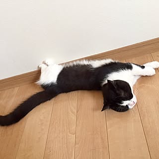 ベッド周り/ねこのいる日常/ねこと暮らす。/ねこ/インスタやってます♡...などのインテリア実例 - 2017-05-31 08:31:25