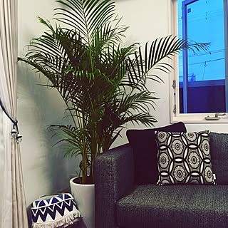 観葉植物 南国リゾート風のおしゃれなアレンジ 飾り方のインテリア実例 Roomclip ルームクリップ