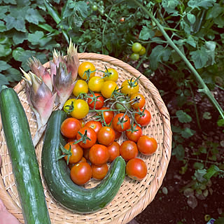 玄関/入り口/エコな暮らし/ハーブのある暮らし/お庭カフェ/お花がすき...などのインテリア実例 - 2020-07-31 08:35:23