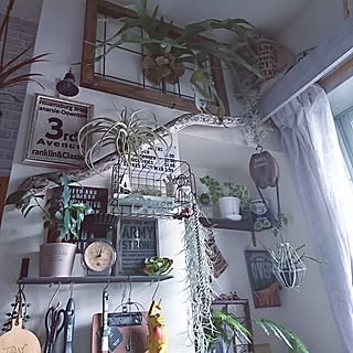 キッチン/indoor green/100均リメイク/100均/植物のある暮らし...などのインテリア実例 - 2017-06-25 14:09:28