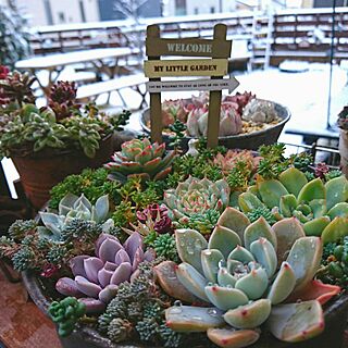 ガーデン雑貨/今日の癒し/多肉寄せ植え/多肉植物/多肉植物寄せ植え...などのインテリア実例 - 2016-12-14 07:46:51