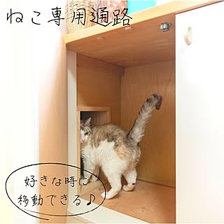 木造注文住宅/人生の景色を変えよう/リノベーション/リフォーム/猫との暮らし...などのインテリア実例 - 2021-11-08 15:29:54