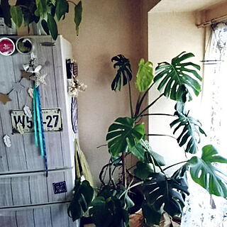 キッチン/キャンドゥの板壁風シート/冷蔵庫リメイク/窓際のグリーン/植物が好き...などのインテリア実例 - 2018-09-25 17:25:28