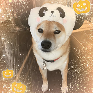 玄関/入り口/マルフォイも！/柴犬/プロフィール→Instagram¨̮♡︎/みんな大好きだぁーーー！...などのインテリア実例 - 2017-10-31 09:13:35