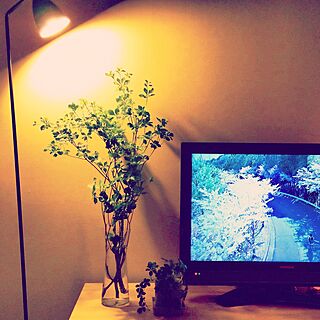 リビング/植物/スタンドライト/照明/テレビまわり...などのインテリア実例 - 2015-07-04 23:11:56