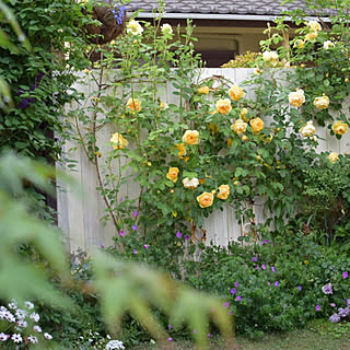 玄関/入り口/玄関前/グリーンのある生活/グリーンのある暮らし/花のある暮らし...などのインテリア実例 - 2019-05-16 11:30:36