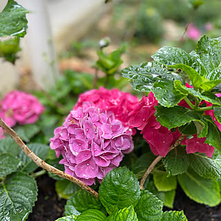 毎日雨/梅雨/紫陽花/花壇の花/花のある暮らし...などのインテリア実例 - 2022-05-14 12:23:04