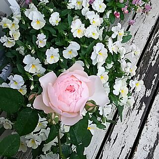 玄関/入り口/薔薇が好き/花のある暮らし/庭/ジェントルハーマイオニーのインテリア実例 - 2016-05-09 08:41:00