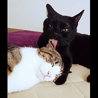 ねこも家族♥/殺処分のない世界/ねこが好き/保護猫/ねこと暮らす...などのインテリア実例 - 2017-06-10 09:21:34