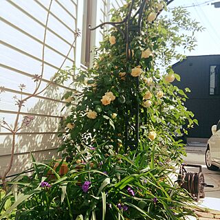 玄関/入り口/レンガ/グリーンのある暮らし/お花が好き/バラ...などのインテリア実例 - 2017-05-14 09:05:29