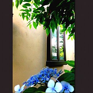 窓/あじさい/花＊木/庭/外壁のインテリア実例 - 2013-06-22 09:58:28