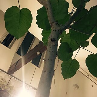 壁/天井/静かな夜/吹き抜け/ウンベラータ/観葉植物...などのインテリア実例 - 2017-06-08 23:01:27