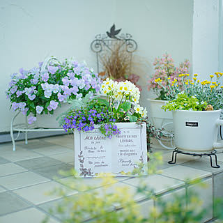 寄せ植え ベロニカオックスフォードブルーのインテリア実例 Roomclip ルームクリップ