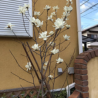 春/春だね〜/いいねをありがとうございます❤️/白木蓮/木蓮の花...などのインテリア実例 - 2020-03-10 20:34:16