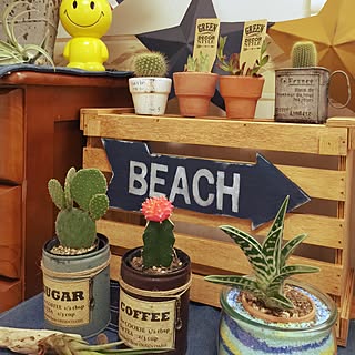 棚/beach arrow sign/サボテン/エアープランツのインテリア実例 - 2015-09-05 08:06:09