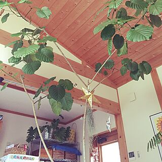 壁/天井/観葉植物のインテリア実例 - 2016-12-19 08:11:06
