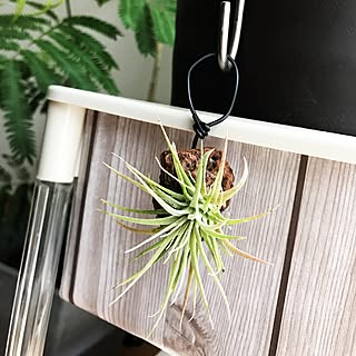 ダイソー チランジア イオナンタの商品を使ったおしゃれなインテリア実例 Roomclip ルームクリップ