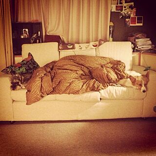 ベッド周り/sofa/Dogのインテリア実例 - 2013-07-25 18:24:40