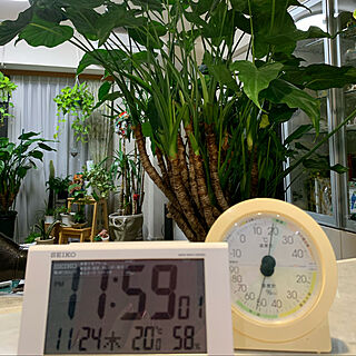 植物だらけだから湿度うるうる/加湿器/RCの皆さまに感謝♡/グリーンライフ/ボタニカルライフ...などのインテリア実例 - 2021-11-25 00:05:10