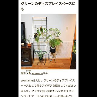 リビング/京都/京町家に住む/RoomClip mag 掲載/植物のある暮らしのインテリア実例 - 2024-01-01 15:53:24