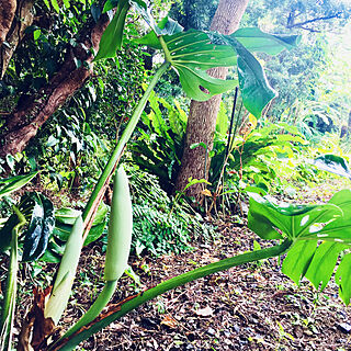 バナナの木/ジャングルみたいな庭/モンステラ/島ぐらし/玄関/入り口のインテリア実例 - 2018-08-09 11:34:40