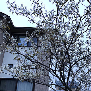 庭/シンボルツリー/部屋全体/ジューンベリーのインテリア実例 - 2021-05-09 18:31:19
