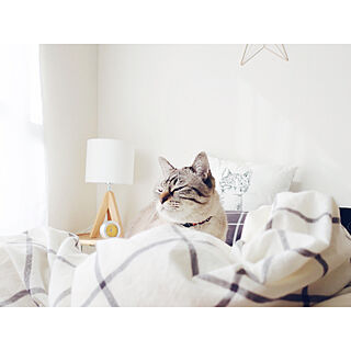 ベッド周り/猫部/賃貸/ねこと暮らす。/ねこのいる日常...などのインテリア実例 - 2018-01-30 14:30:17
