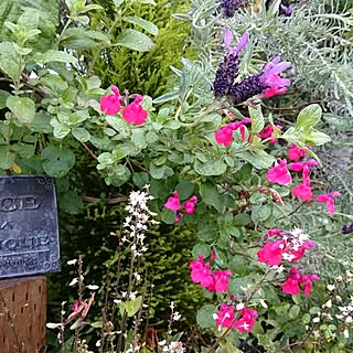 花のある暮らし/庭ばかりでごめんなさい/お部屋じゃなくてすみません/寄せ植え/ウッドフェンスDIY...などのインテリア実例 - 2017-05-09 18:50:05