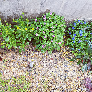 玄関/入り口/ナチュラルが好き/植物/花壇の花/ハーブ大好き...などのインテリア実例 - 2020-04-16 11:58:08